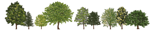CAC Urban Trees Elevations Trees 230303 1 AB FPO