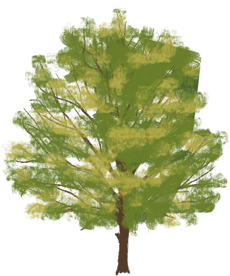 Single Tree Common Hackberry downsize